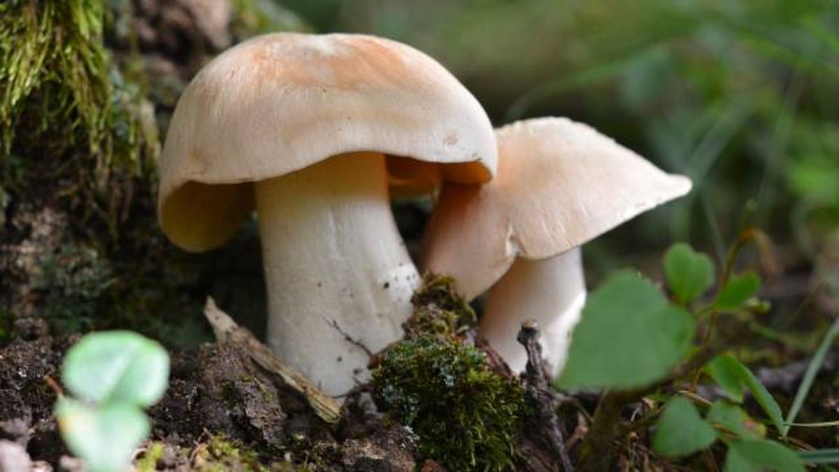 setas toxicas venenosas mascotas Espana Entoloma sinuatum