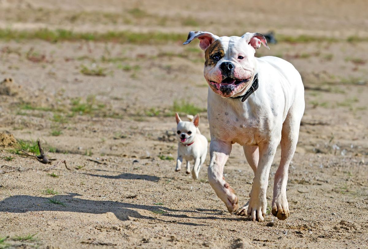 sindrome perro pequeño agresividad