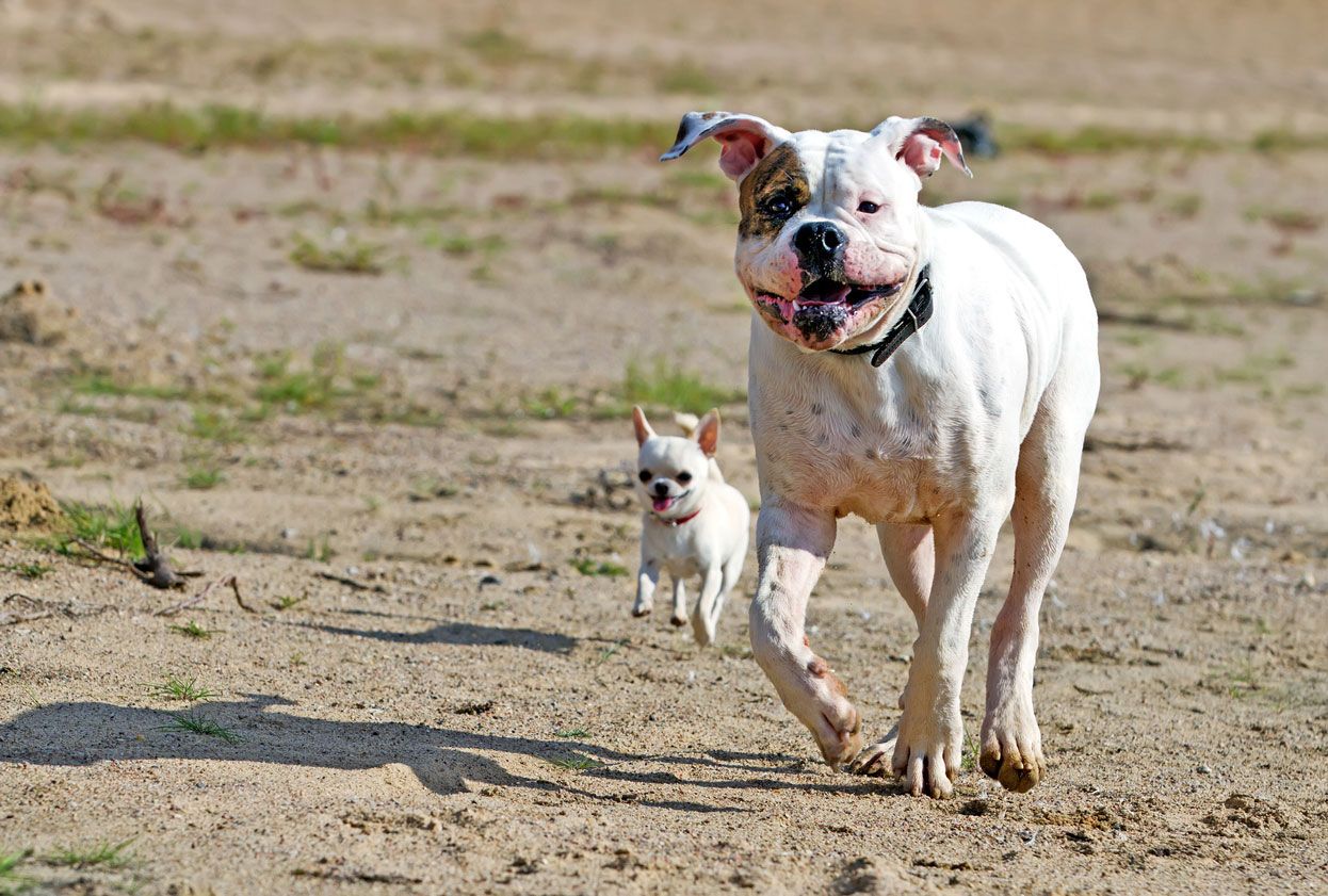 sindrome perro pequeño agresividad