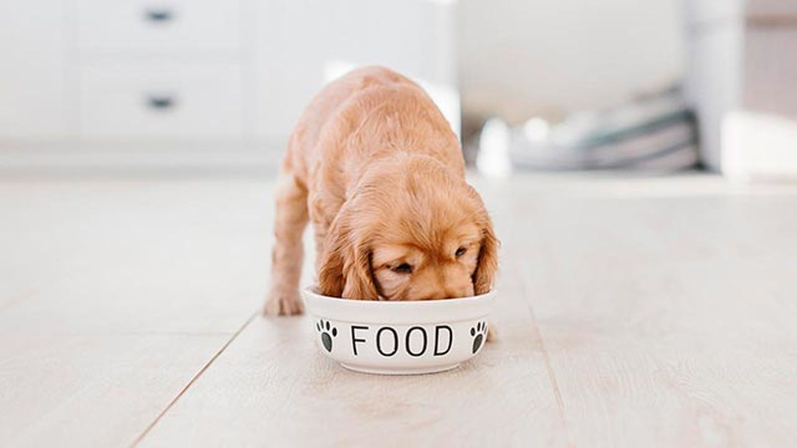 comer dia perro 2