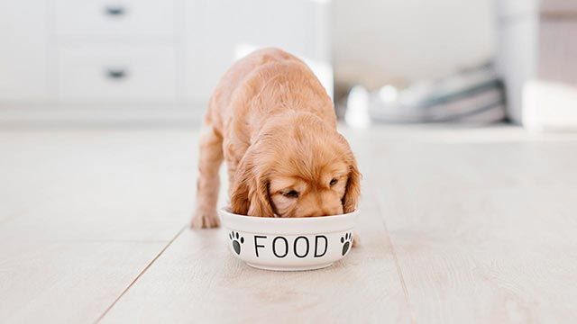 comer dia perro 2