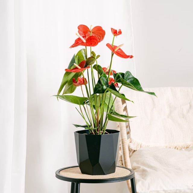 anturio planta de interior roja para regalar navidad be green