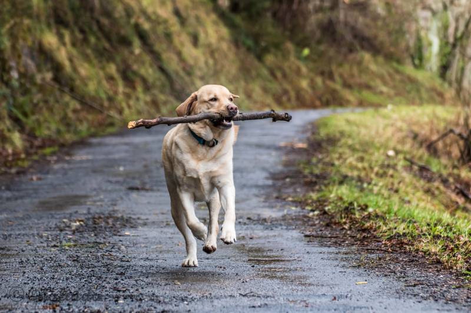 La oferta de hoteles para perros en la diferentes comunidades autónomas de España es amplia y variada