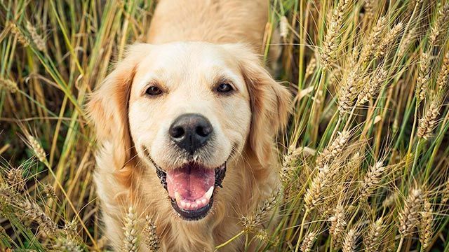 perro alergia gluten trigo
