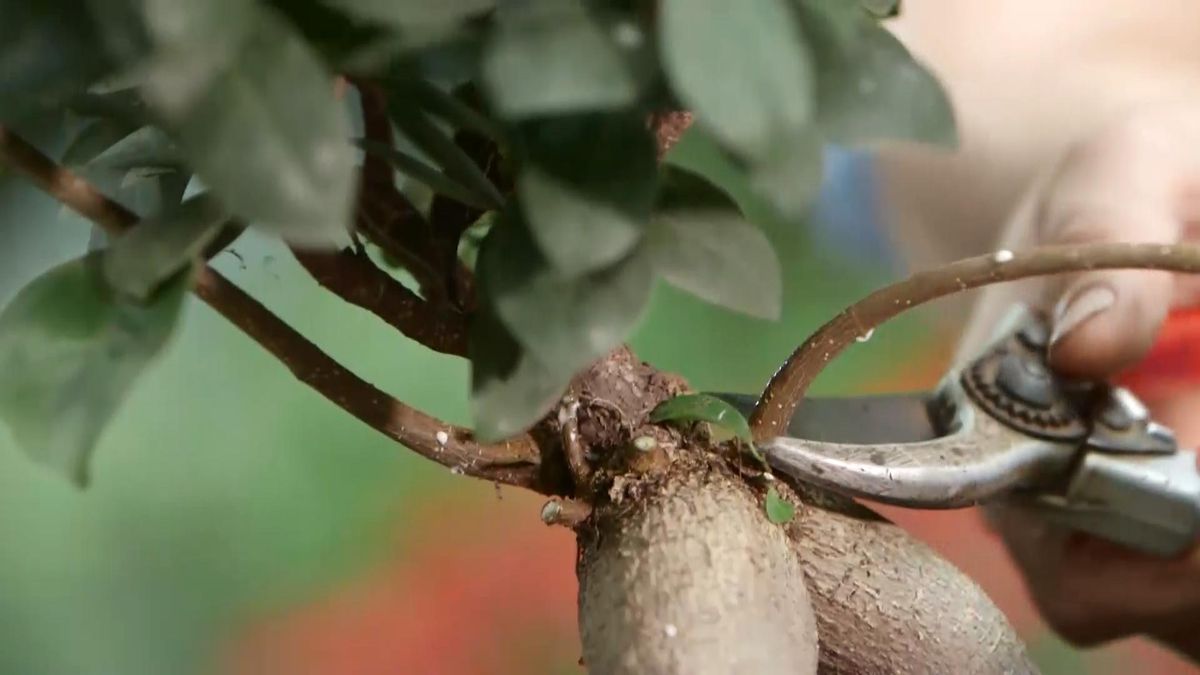 970 chupones porta injertos 6