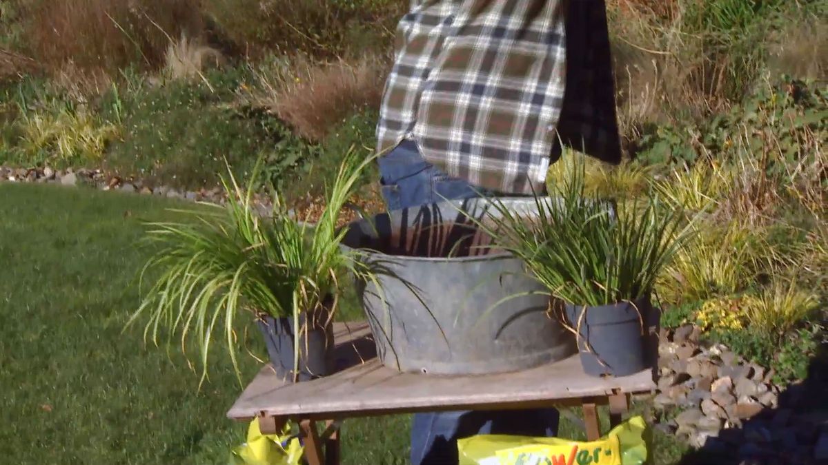 Decogarden 0642 acorus gramineus variedades