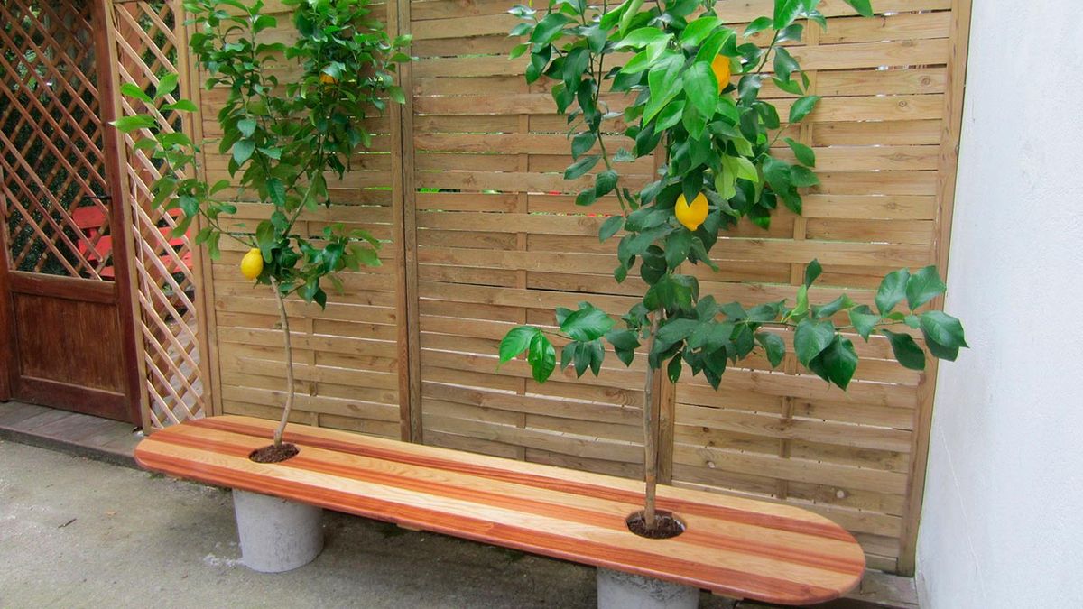 Asiento limonero paso 15