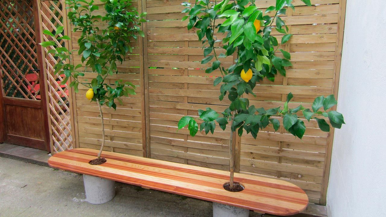 Asiento limonero paso 15