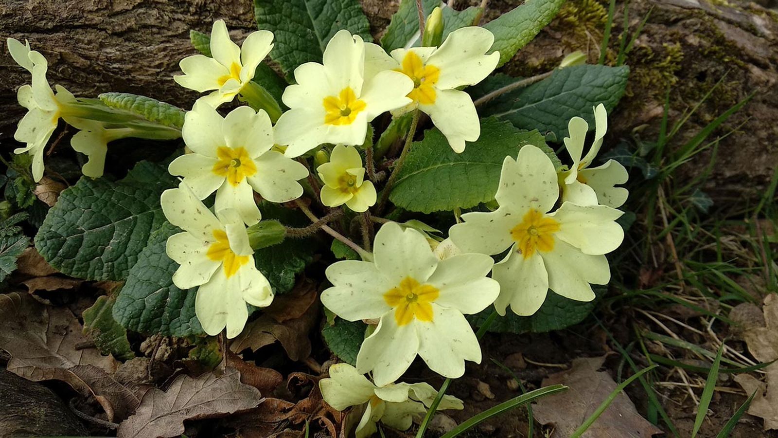 flor san jose planta mes marzo silvestres