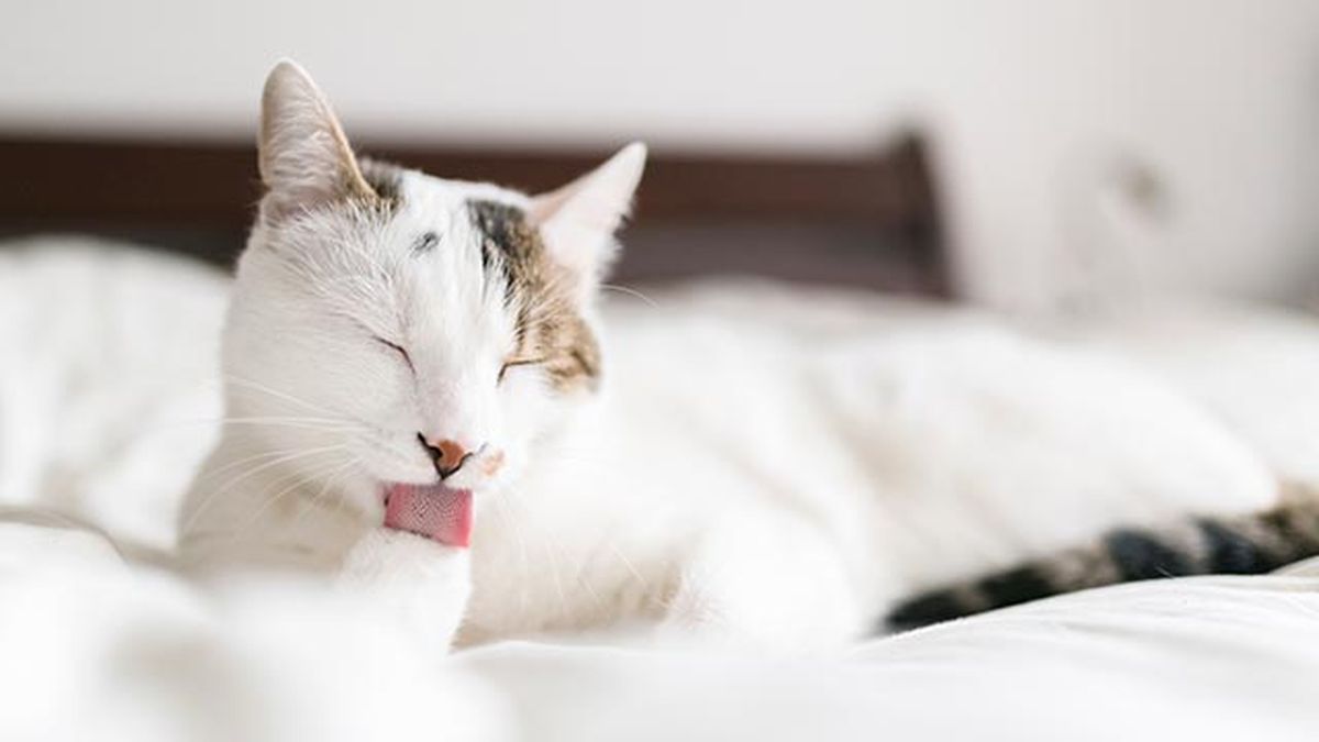 snacks ideales gatos 4 gato lamiendose