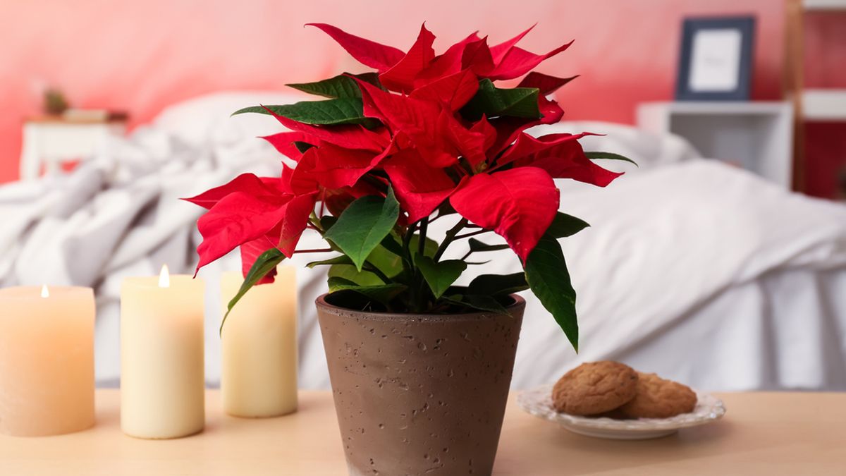 flor de pascua en el hogar