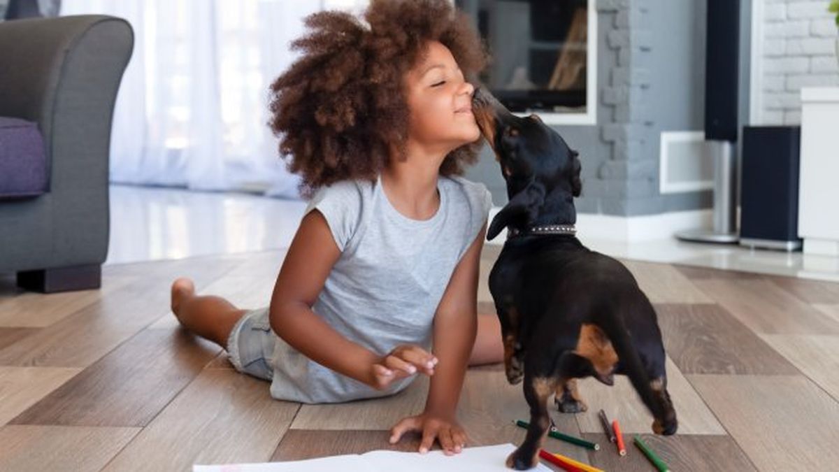 ley de bienestar animal 5