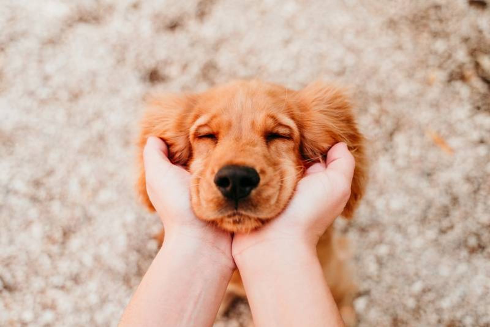 Una de las mejores formas de demostrarle amor a tu perro es a través del juego.