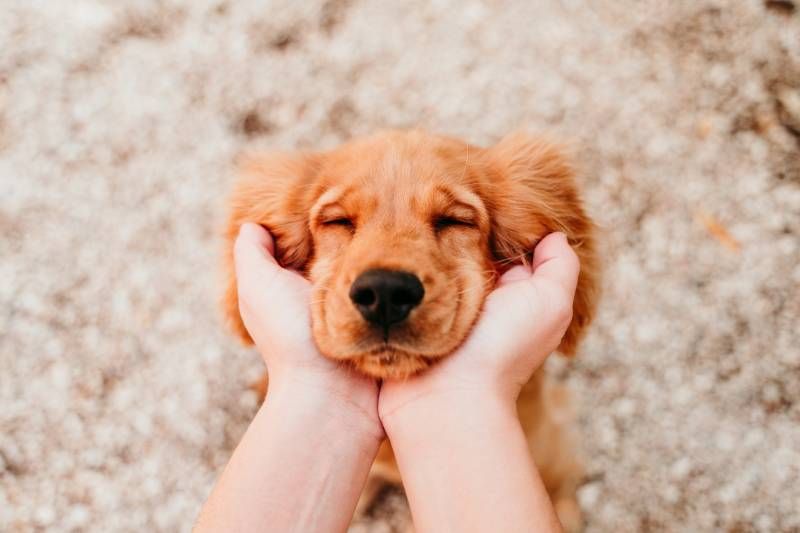Una de las mejores formas de demostrarle amor a tu perro es a través del juego.