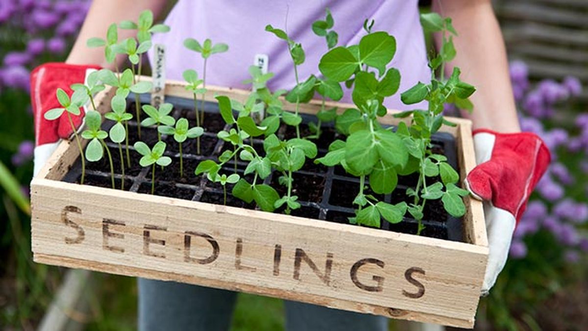 reciclar cajas fresas semillero