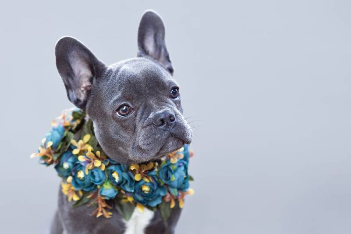 El bulldog francés blue es una variante que destaca por lucir un tono gris azulado.