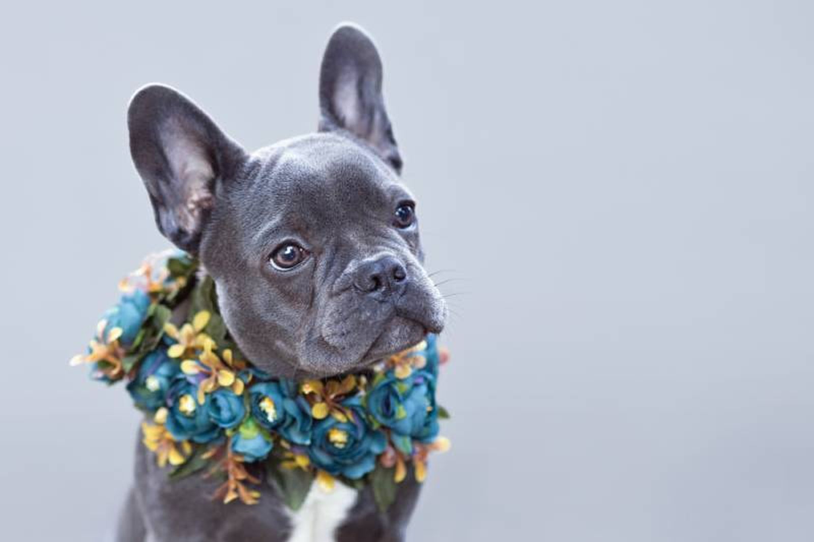 El bulldog francés blue es una variante que destaca por lucir un tono gris azulado.