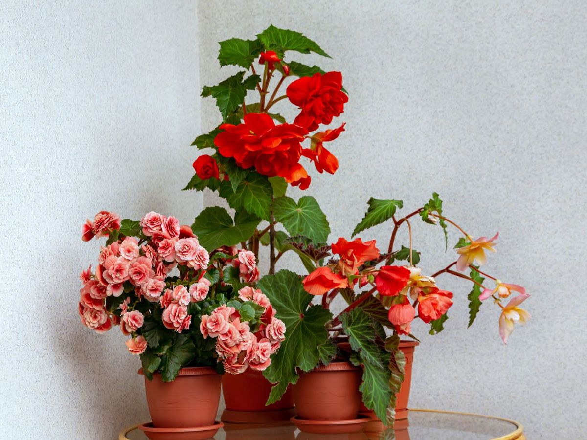 Begonias tuberosas y elatior.