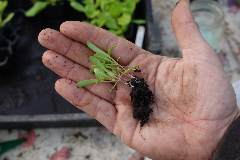 Planta de acelga pequeña