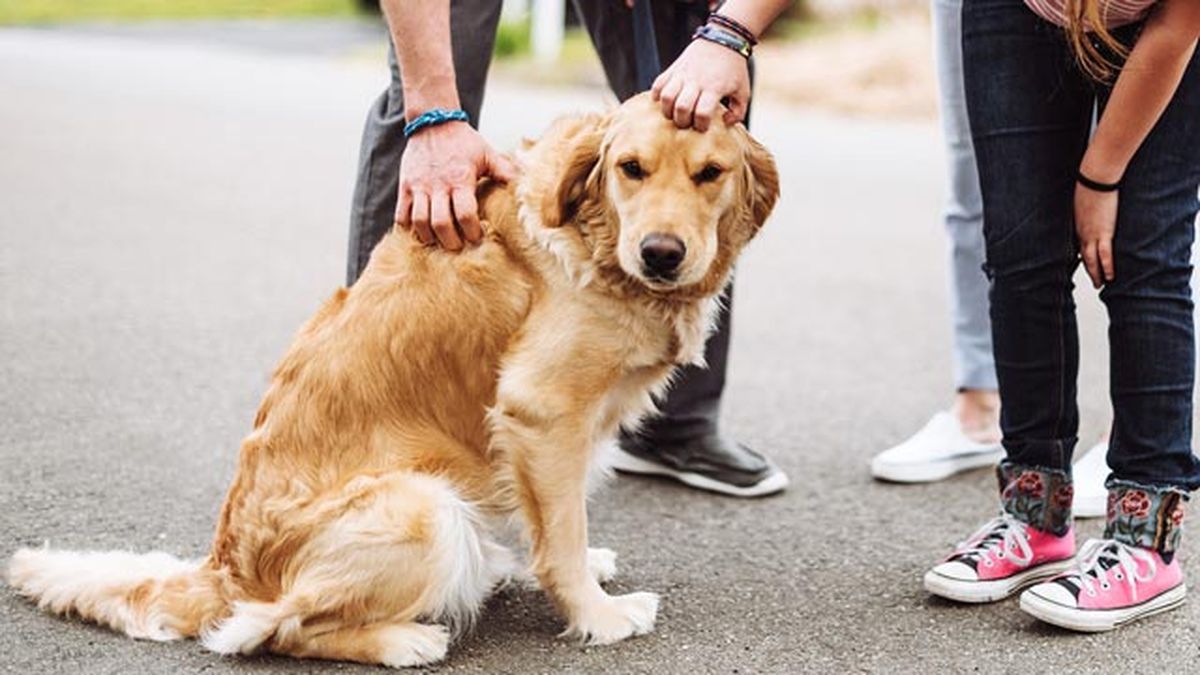 que pasa si mi perro muerde ataca persona y le hiere
