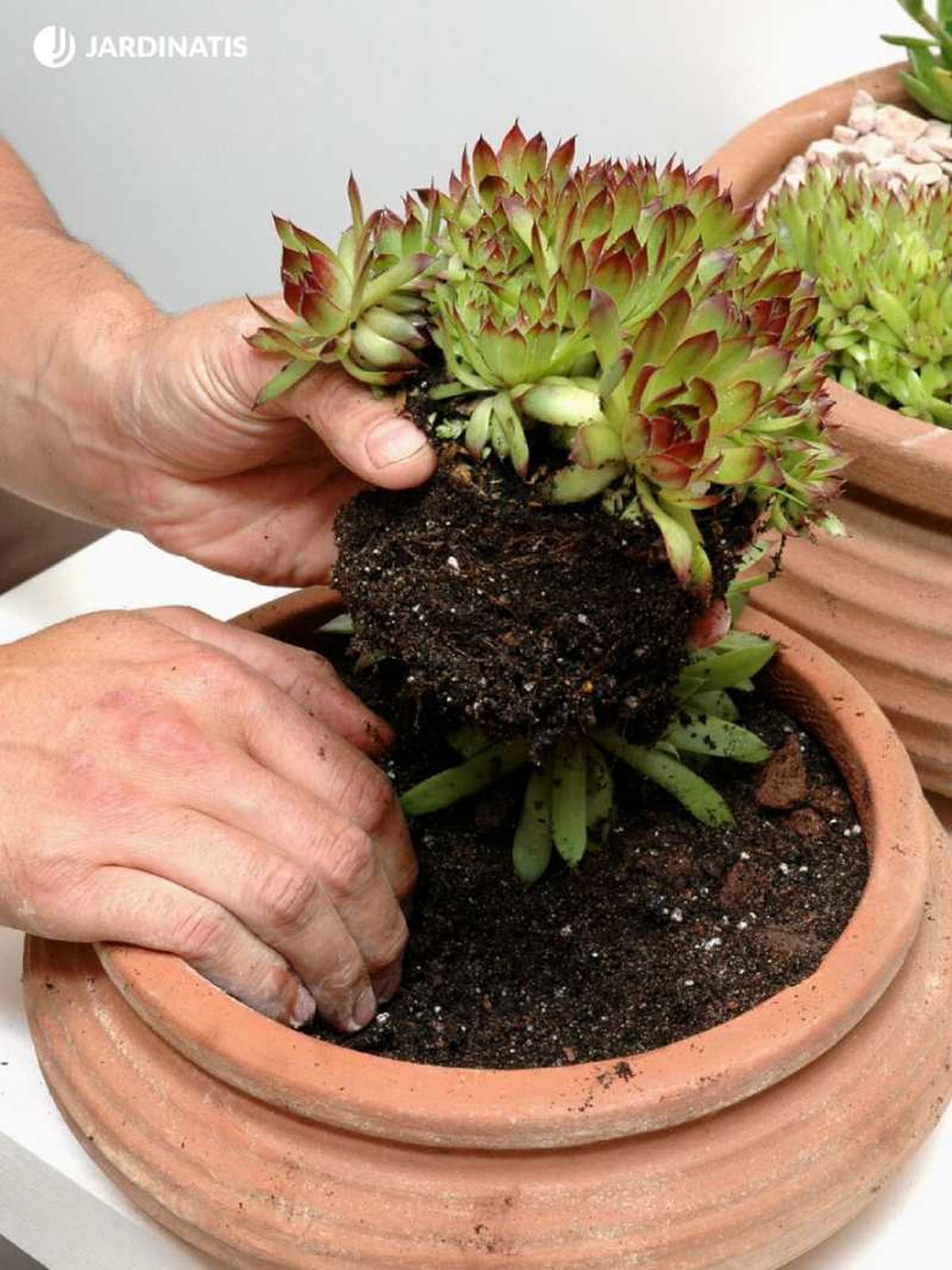 Sempervivum tectorum