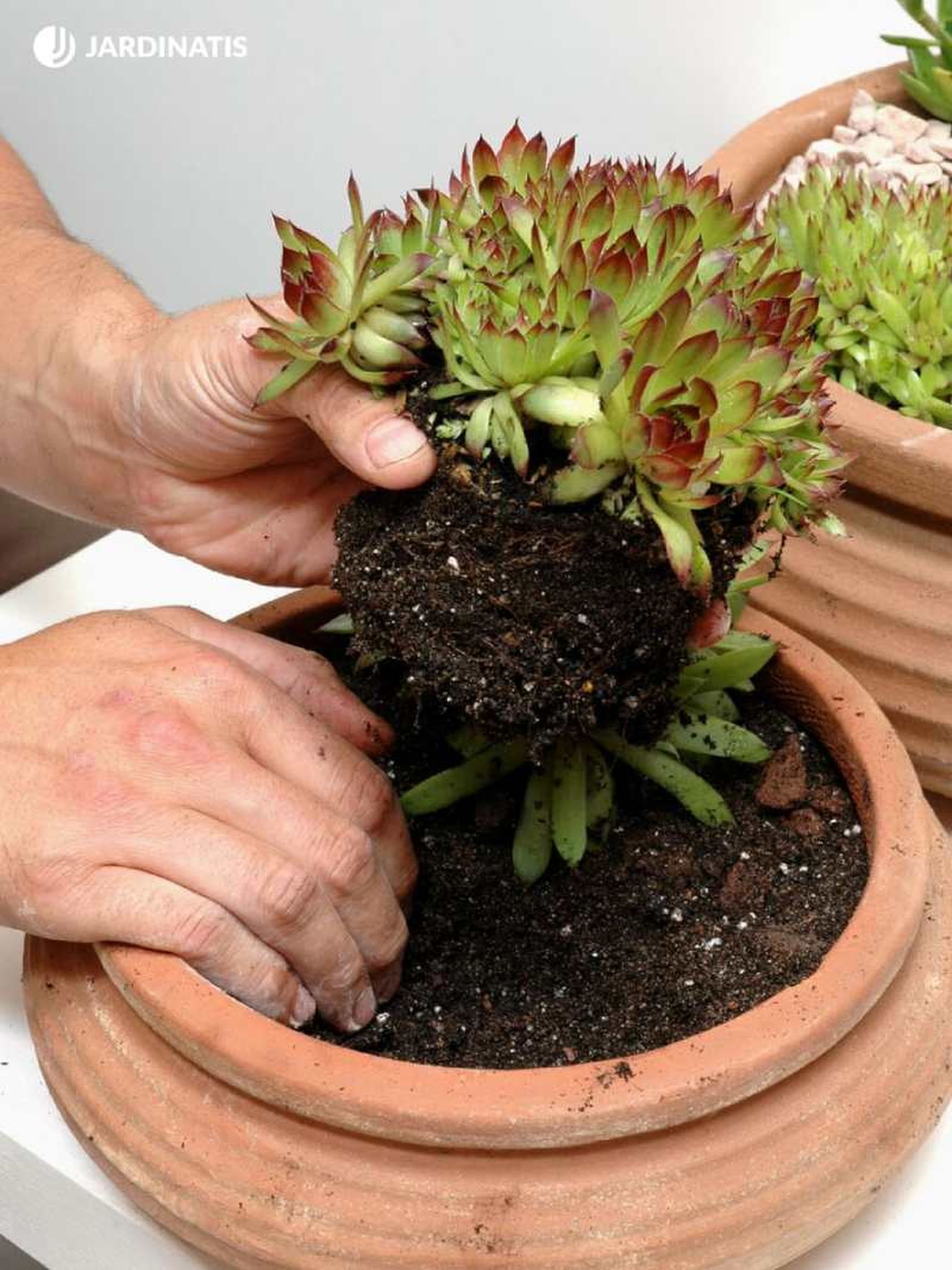 Sempervivum tectorum