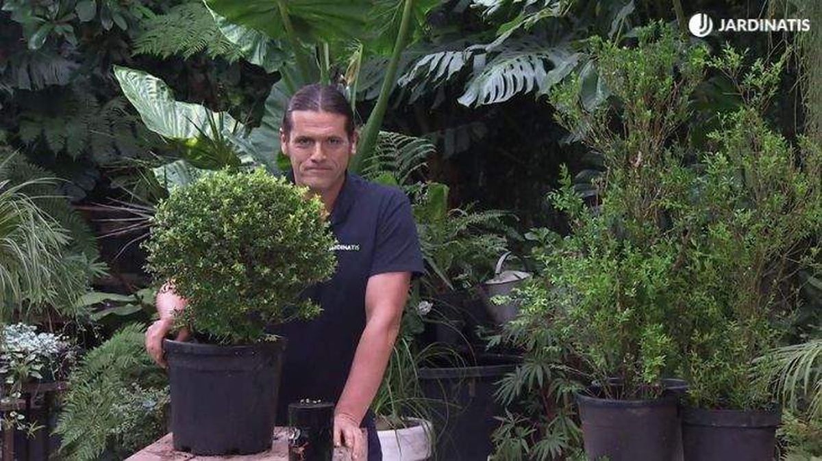 acebo japones sustituto del boj brico 1031