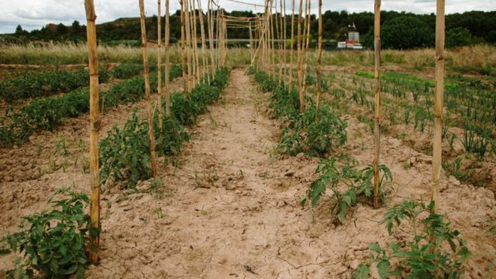distancia adecuada entre tomateras