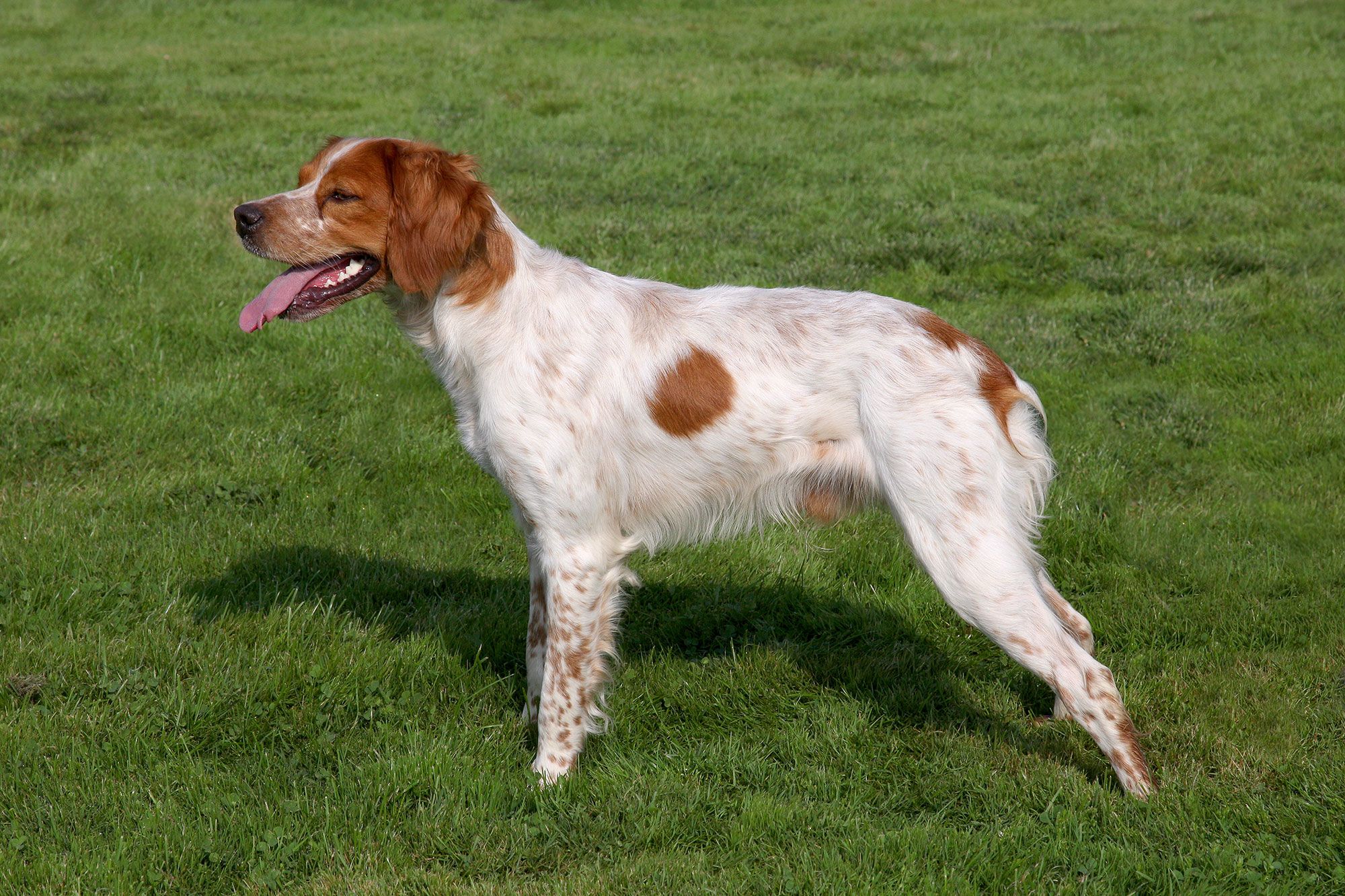 mascotas=perros=spaniel=breton