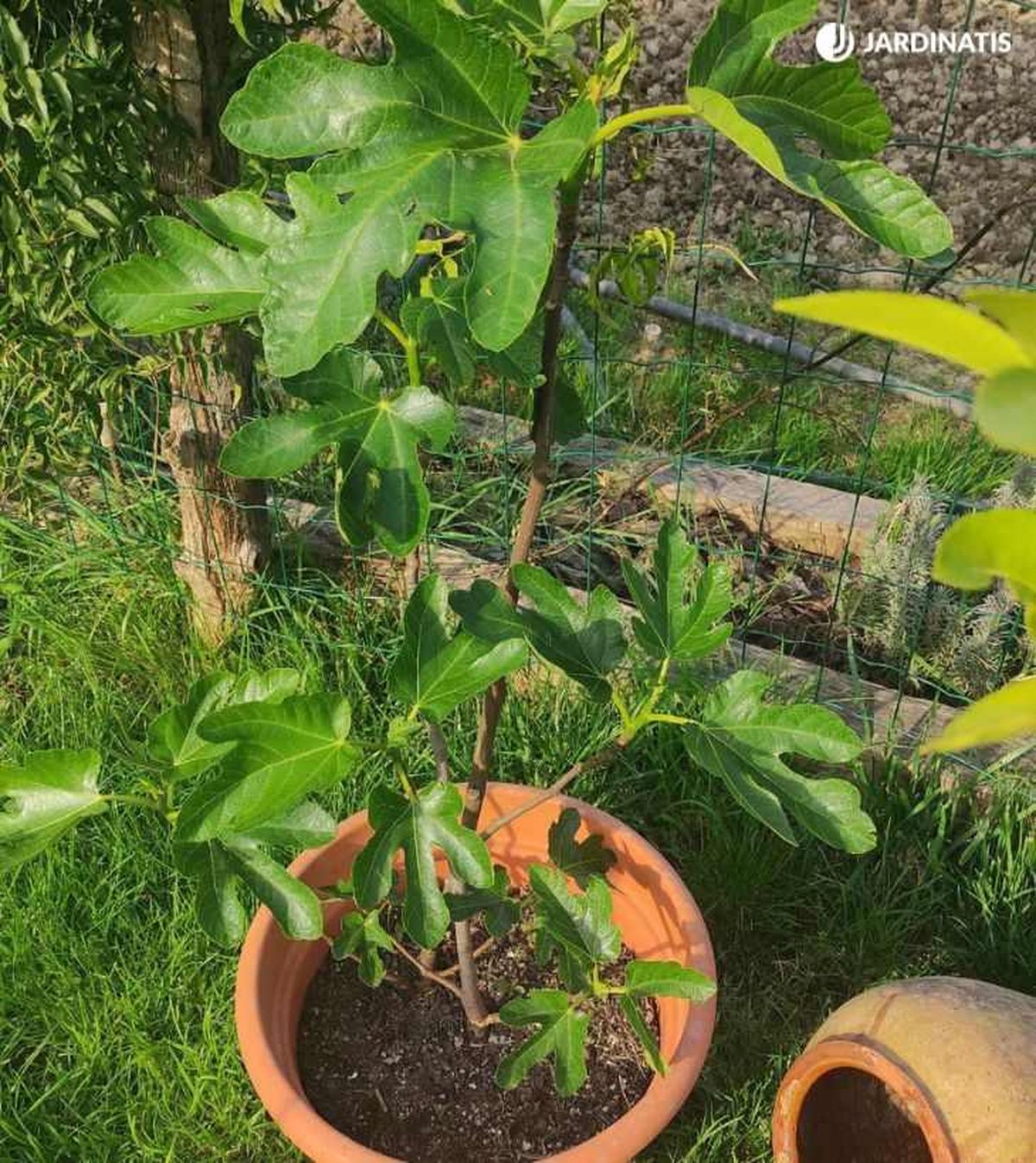 Higuera en maceta en el jardín