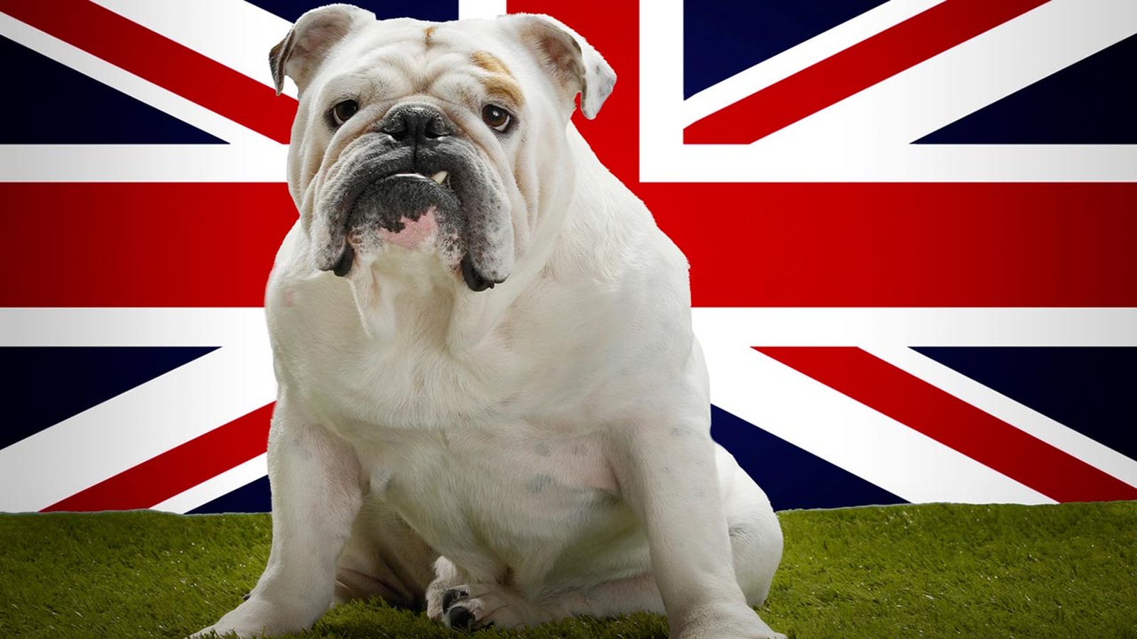 bulldog ingles