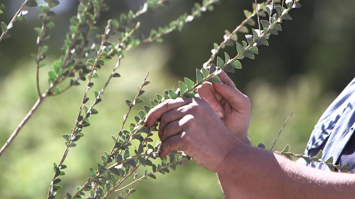 966 acacia cultiformis hojas