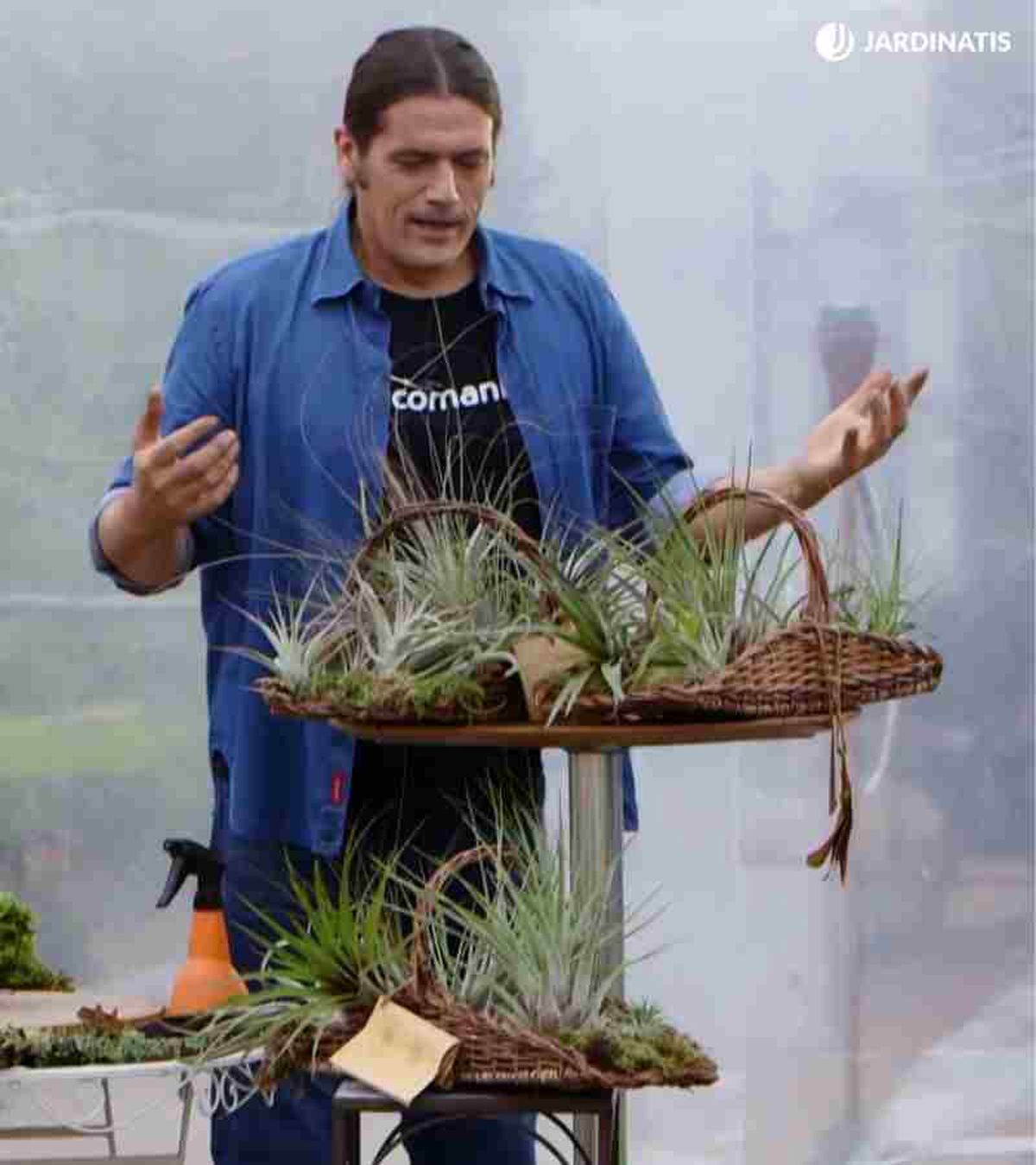 Hay más de 600 especies de Tillandsias aceptadas