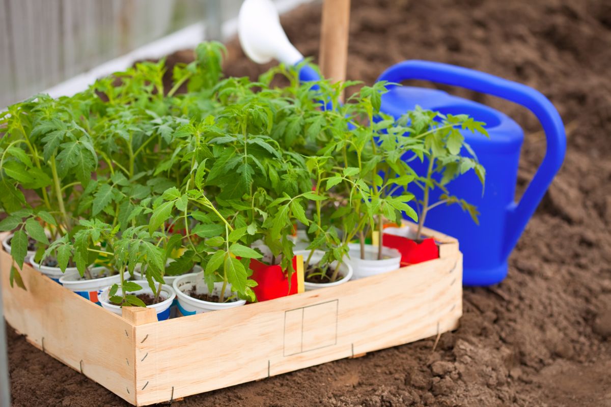 planificar cosecha verano