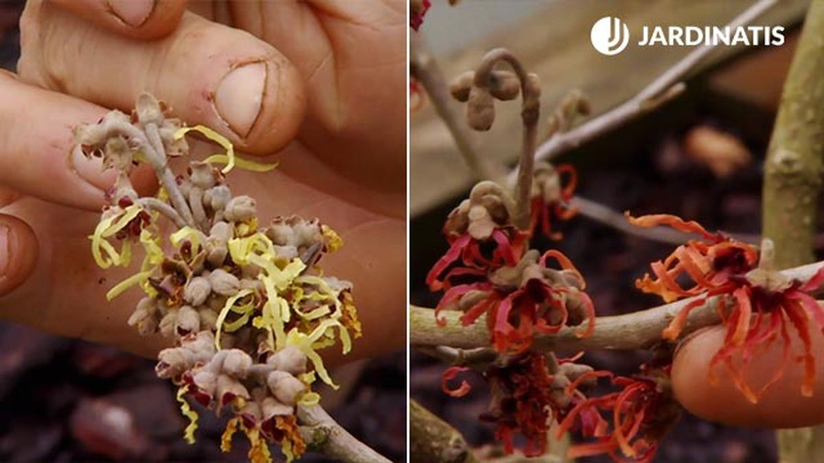 Floración de Hamamelis Virginiana