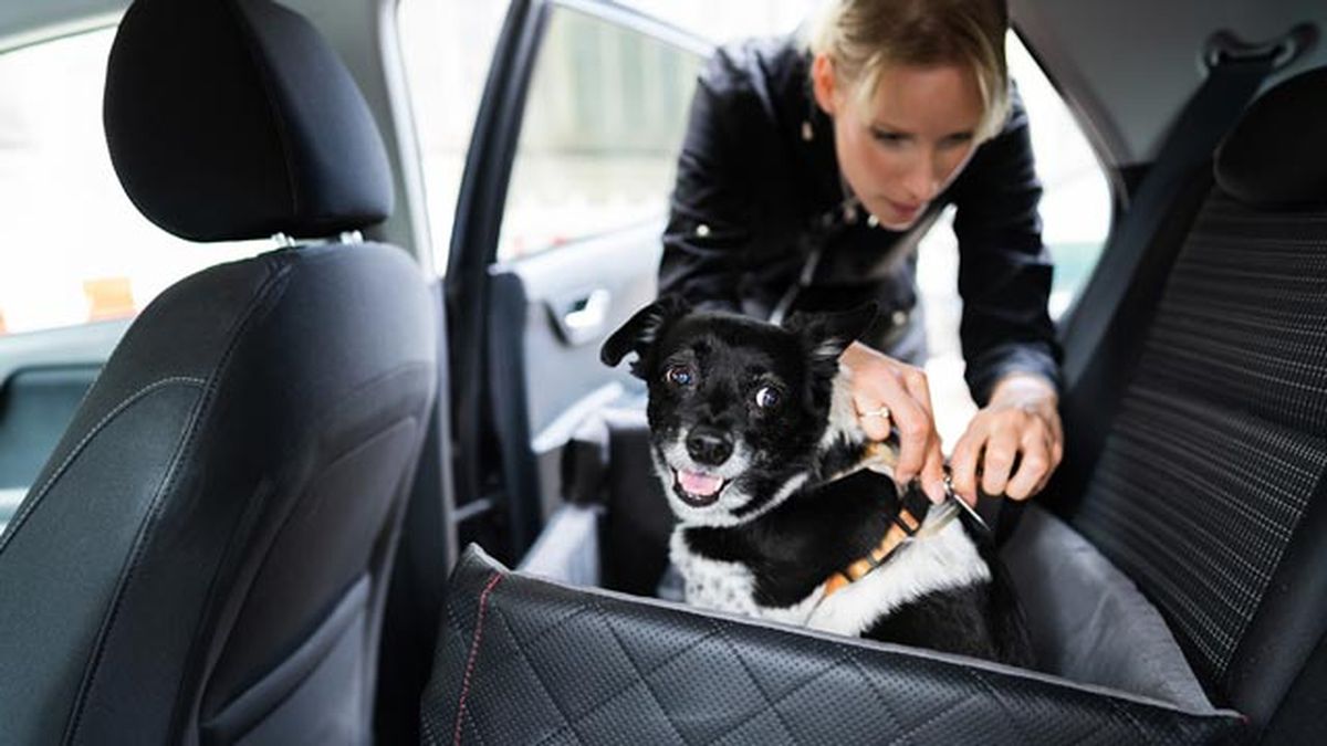 con quien se queda el perro gato en caso de divorcio espana