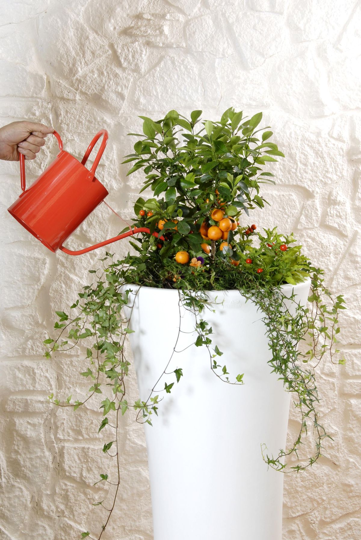 deco 0221 kumkuat composicion detalle