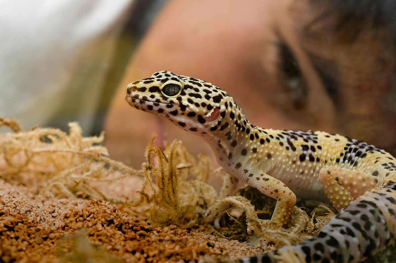 mascotas reptiles gecko leopardo2