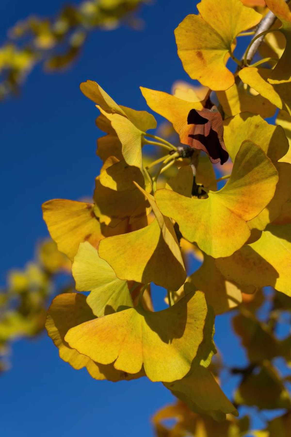 Hojas doradas del árbol Ginkgo en otoño