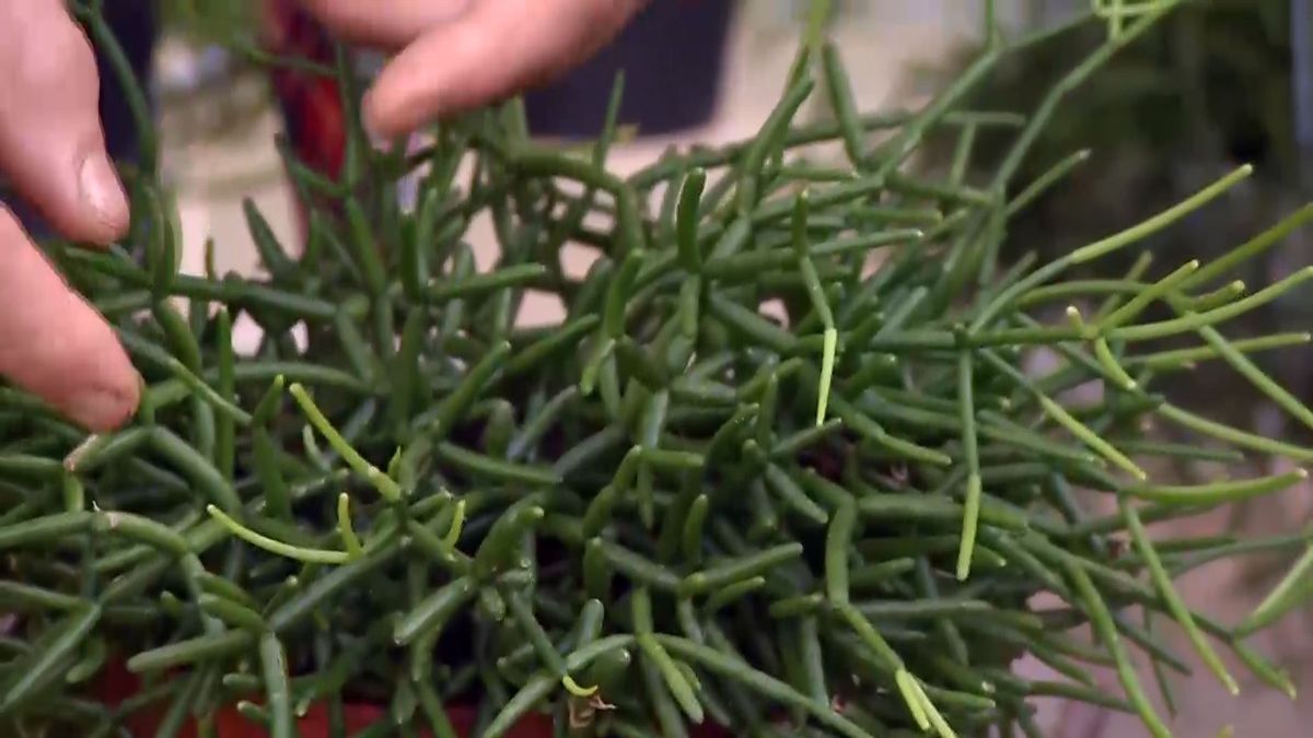 deco 691 variedades rhipsalis cilindrico pinchos