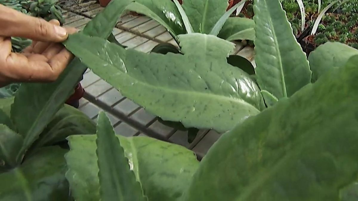 variedad Kalanchoe Gastonis Bonnieri deco jardin 373
