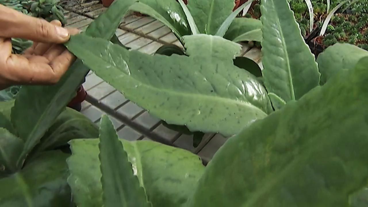 variedad Kalanchoe Gastonis Bonnieri deco jardin 373