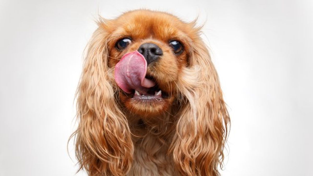 por que lamen los perros 5