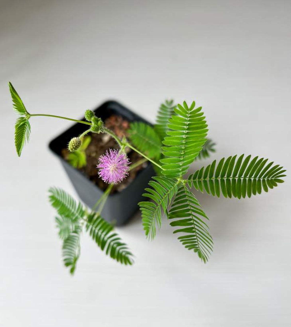 flor de la mimo pudica dormilona