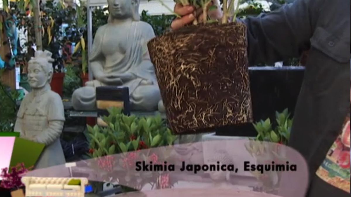 deco 413 Plantar Skimmia Japonica raices gruesas