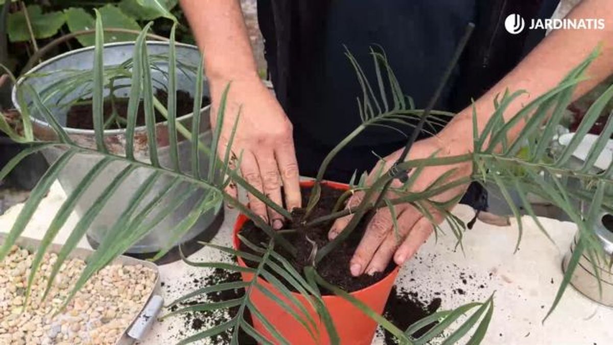 plantar philodendron tortum en un nuevo tiesto jardinatis 23 41