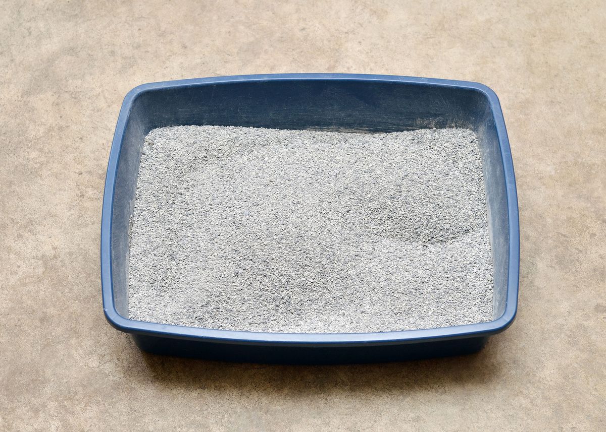 mascotas gatos bandeja arena