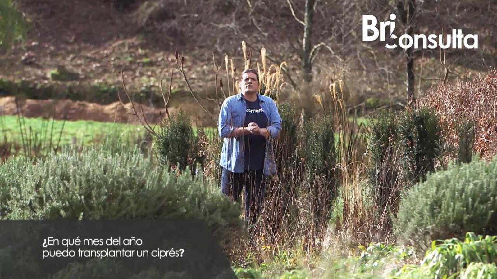 Los cipreses se deben plantar en épocas concretas