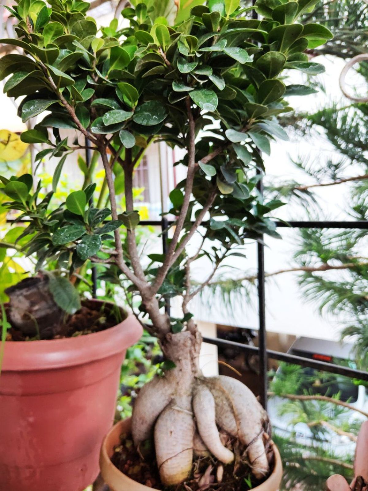 ficus microcarpa en maceta