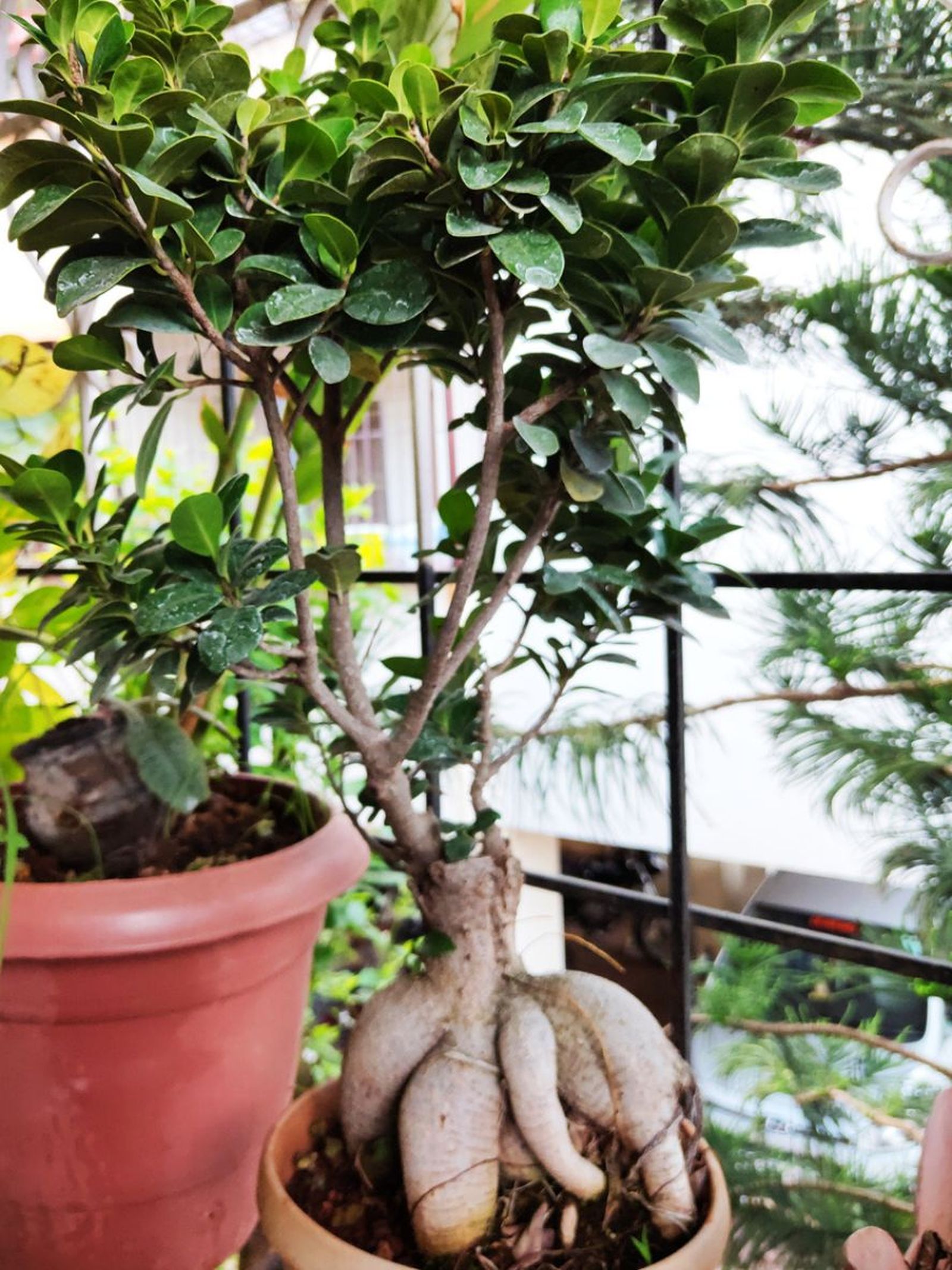 ficus microcarpa en maceta